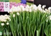 Tulipa Clearwater ® (2)